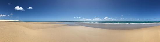 Shearwater on K'gari - Sandy Cape